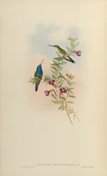 Sapphironia caeruleogularis = Lepidopyga caeruleogularis